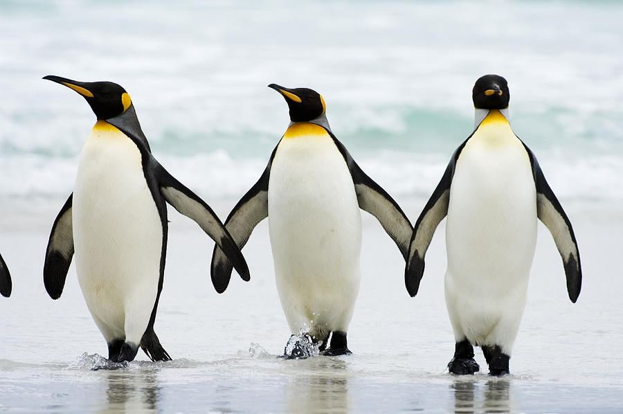 Série  Qual Andas A Ver, Pinguim? Suits - O Pinguim sem Asas